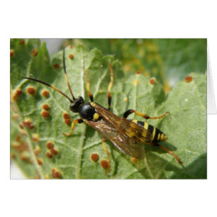 Cartão de Saudação Hoverfly