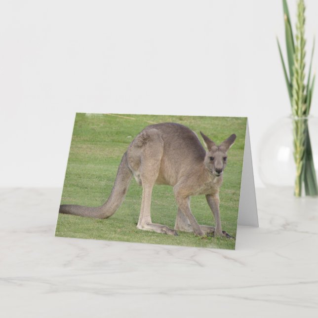 Cartão de Saudação Kangaroo (Frente)