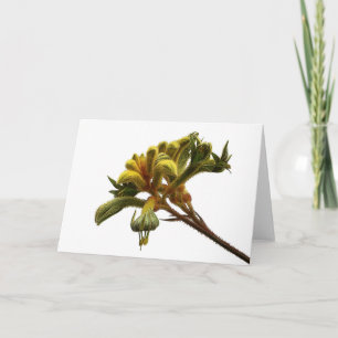 Cartão de Saudação - Kangaroo Paw