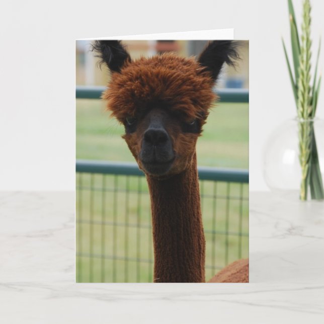 Cartão de Saudação Kuzco Alpaca (Frente)
