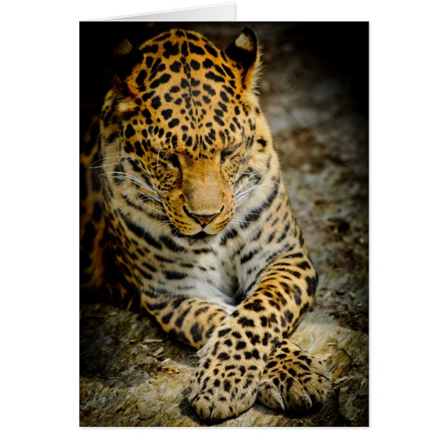 Cartão de Saudação Leopardo em Descanso (Frente)