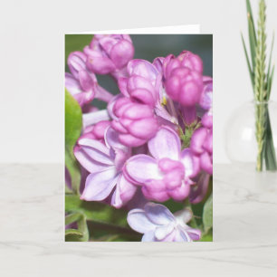 Cartão de saudação Lilac