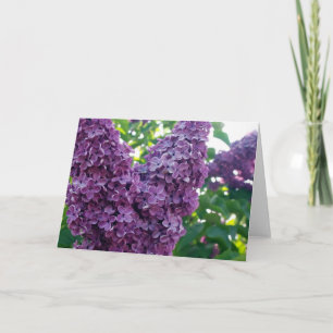 Cartão de Saudação Lilases Roxo