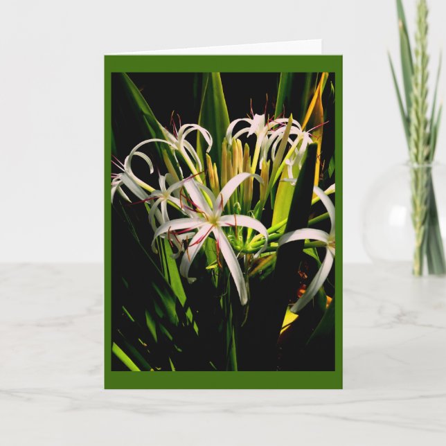 Cartão de saudação Lily (Frente)