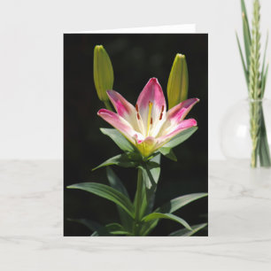 Cartão de saudação Lily