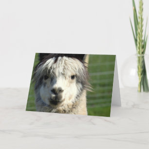 Cartão de Saudação Llama Face