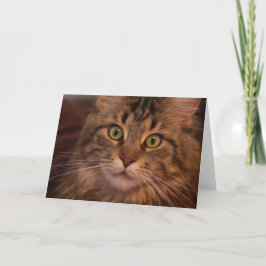 Cartão de saudação Maine Coon
