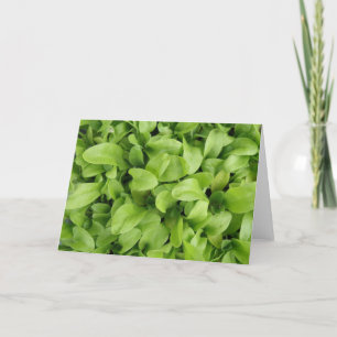 Cartão de Saudação Marigold Seedlings
