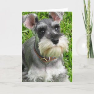 Cartão de saudação Miniatura Schnauzer