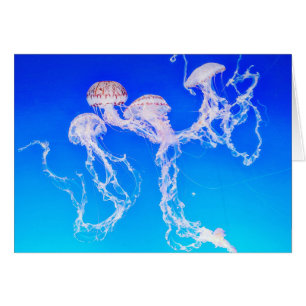 Cartão de Saudação Monterey Jellyfish