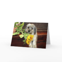 Cartão de Saudação Morkie