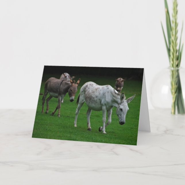 Cartão de saudação Mule e burro (Frente)