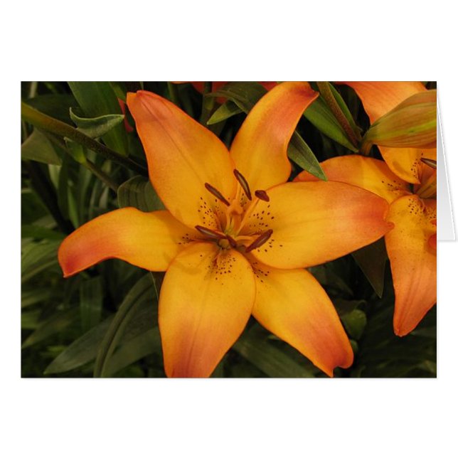 Cartão de saudação/nota Lilly (Frente Horizontal)