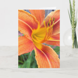 Cartão de Saudação Orange Daylily