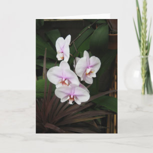 Cartão de Saudação Orchids