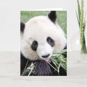 Cartão de saudação Panda gigante fotográfico. 