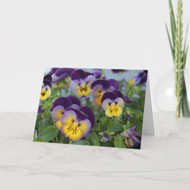 Cartão de saudação Pansy (Frente)