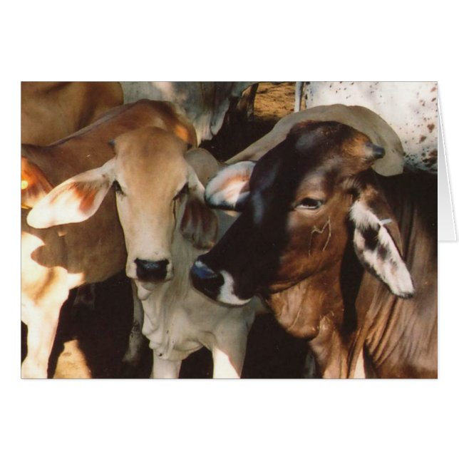 Cartão de Saudação para Vacas Brancas e Castanhas (Frente horizontal)