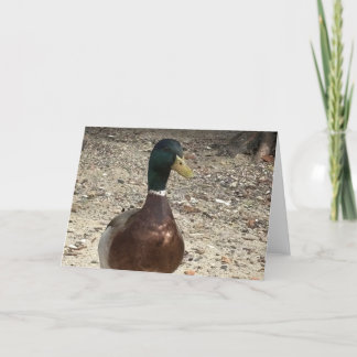 Cartão de saudação personalizável "Mallard Duck"
