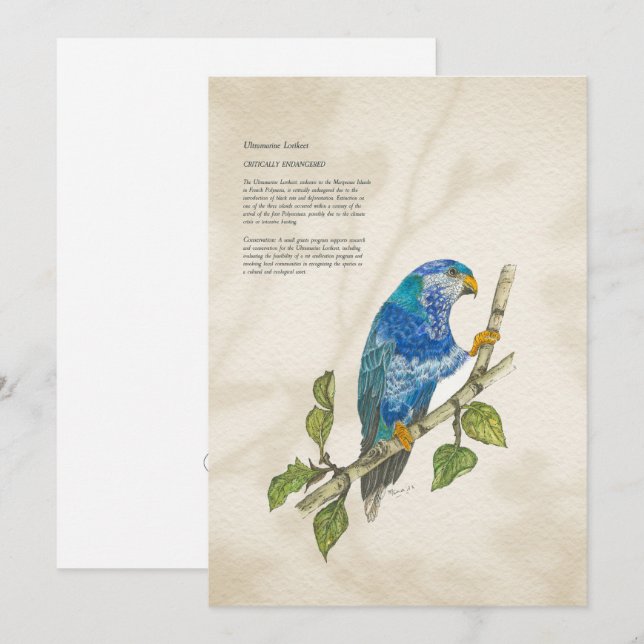 Cartão de Saudação Pintado Pintado com Lorikeet (Frente/Verso)