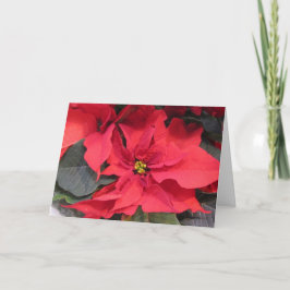 Cartão de Saudação Poinsettia