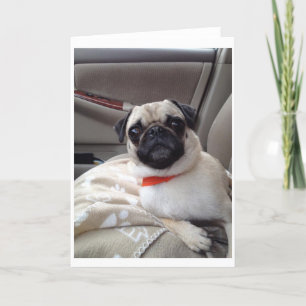 Cartão de Saudação Pug
