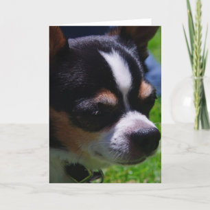 Cartão de Saudação Pup Chihuahua