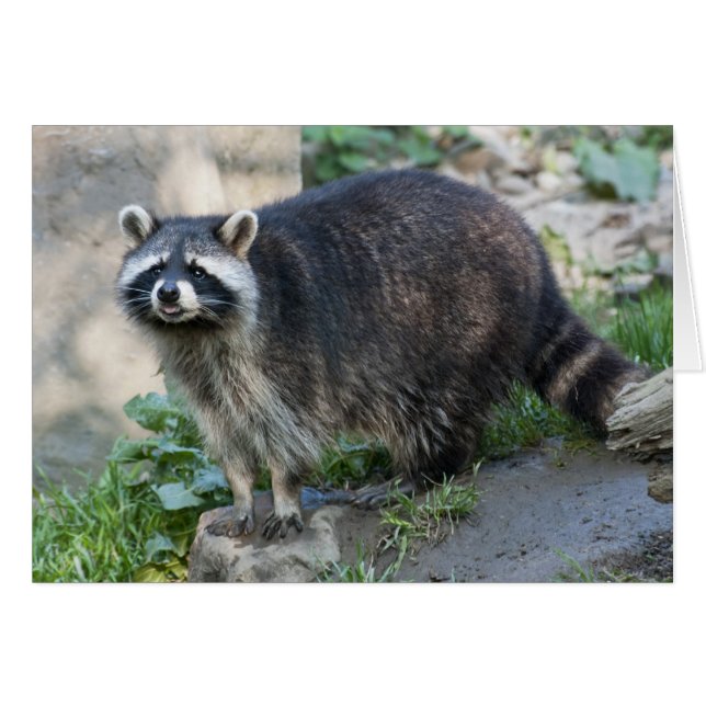 Cartão de Saudação Raccoon (Frente Horizontal)