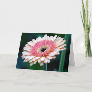 Cartão de Saudação Rosa Gerbera Daisy