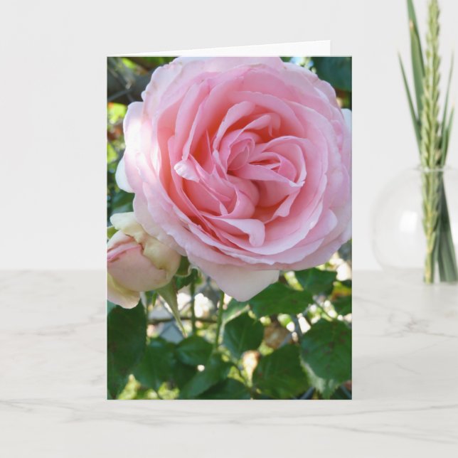 Cartão de saudação rosa rosa (Frente)
