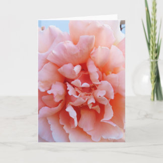 Cartão de Saudação Rosa Rosa Rosa Rosa Rosa Rosa R