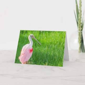 Cartão de Saudação - Roseate Spoonbill