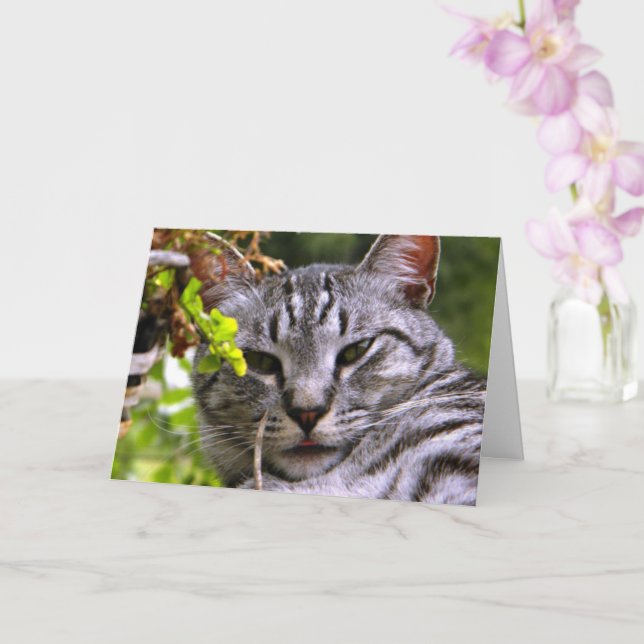 Cartão de saudação "Silver Tabby Cat Head" com env (Orquídea)