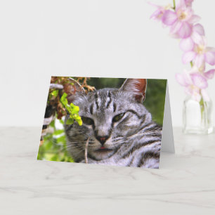Cartão de saudação "Silver Tabby Cat Head" com env