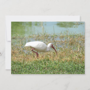 Cartão De Saudação Simples Ibis Branco
