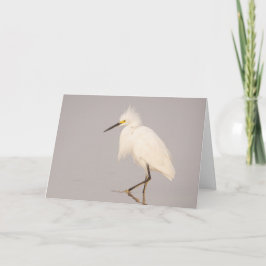 Cartão de Saudação Snowy Egret a Caminhar