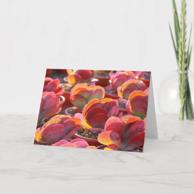 Cartão de Saudação Suculento de Planta Vermelha (Frente)