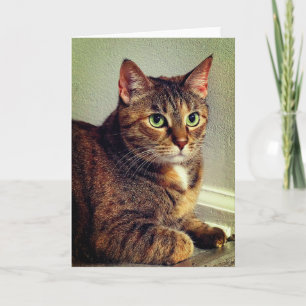Cartão de Saudação Tabby Brown