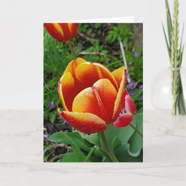 Cartão de saudação Tulip (Frente)