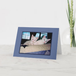 Cartão de Saudação Turco Angora Kittens