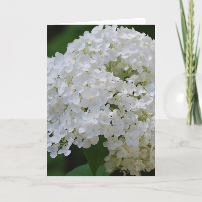 Cartão de Saudação White Hydrangeas (Frente)