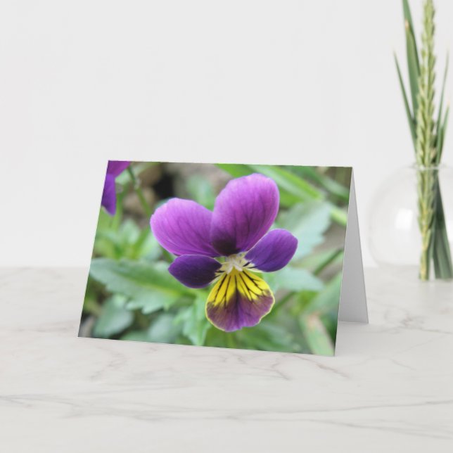 Cartão de Saudação Wild Pansy (Frente)