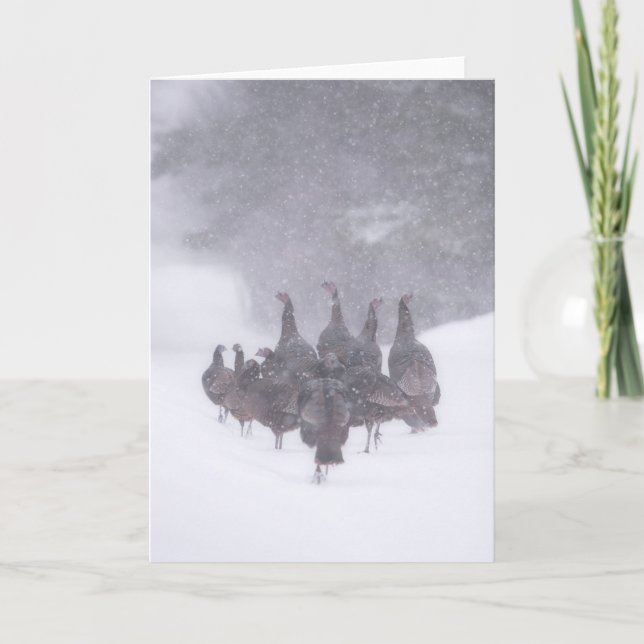 Cartão de Saudação Wild Turkey (Frente)