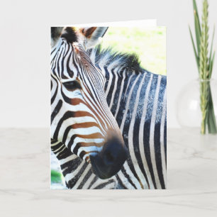 Cartão de Saudação Zebra Negrito
