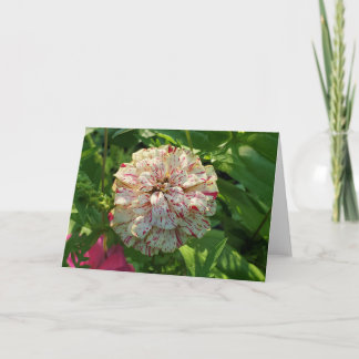 cartão de saudação Zinnia