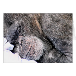 Cartão de Saudações CHIMPANZEE