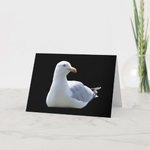 Cartão de Saudações de Gaivota – Gaivota Costeira