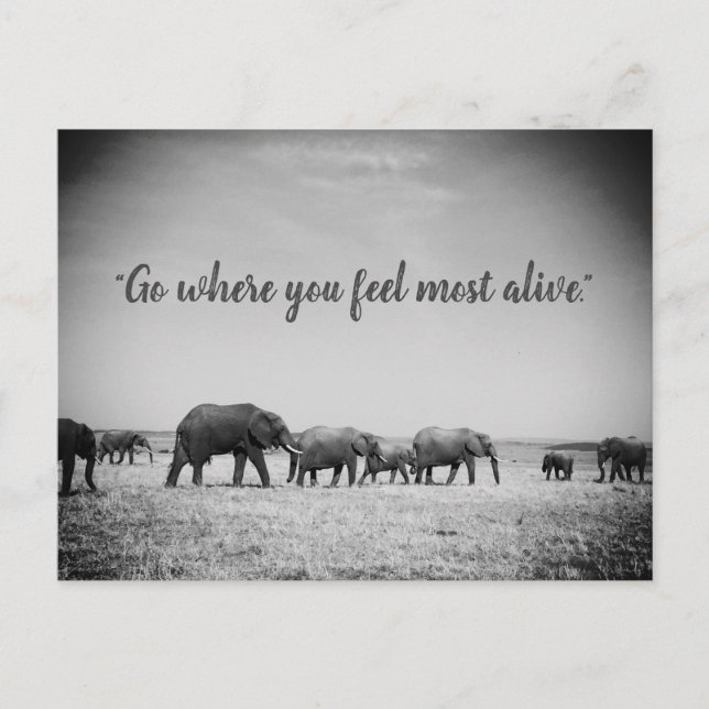 Cartão de Saudações de Gerações de Elefantes (Frente)