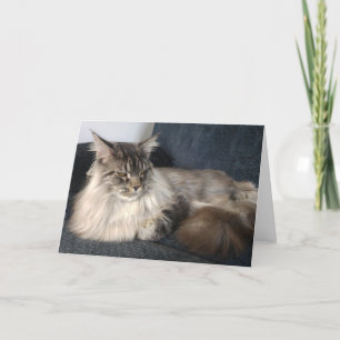 Cartão de Saudações do Gato Maine Coon