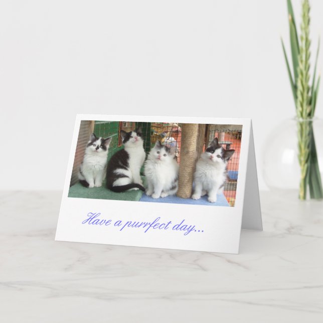 Cartão de Saudações: Kitten Line Up (Frente)